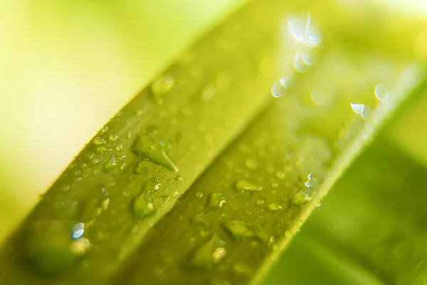 带有雨滴的绿叶大头照 — 图库照片