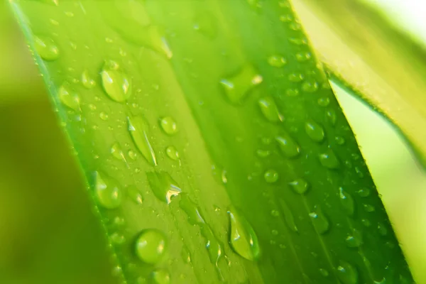 带有雨滴的绿叶大头照 — 图库照片