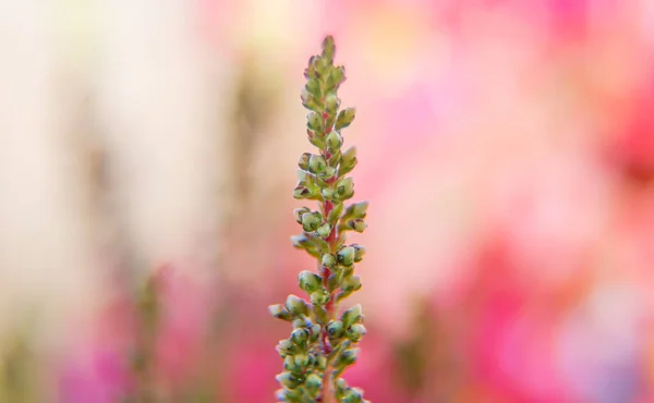 Macro Tiro Urze Comum Floresta Calluna Vulgaris — Fotografia de Stock