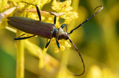 Musk Beetle 'ın Macro shot' ı. Aromia moschata.