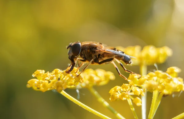 ヨーロッパのミツバチのマクロ撮影 アピス メリフェラ — ストック写真