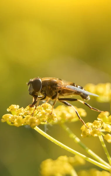 Макро Застрелив Європейську Медоносну Бджолу Apis Mellifera — стокове фото