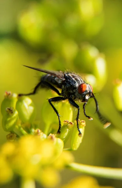 Macro Tiro Carne Voar Folha Sarcófago — Fotografia de Stock