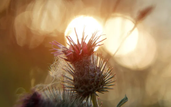 Macro Tiro Bardana Maior Pôr Sol Arctium Lappa — Fotografia de Stock