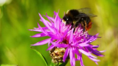 Pembe çiçekte Bumblebee 'nin Macro çekimi.