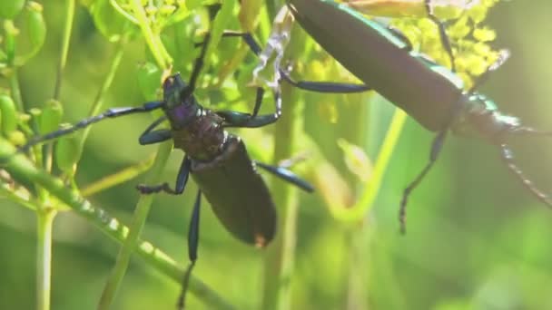 Macro Shot Van Muskuskever Aromia Moschata — Stockvideo