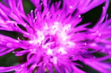 Güzel bir menekşe çiçeği. Centaurea pullata.