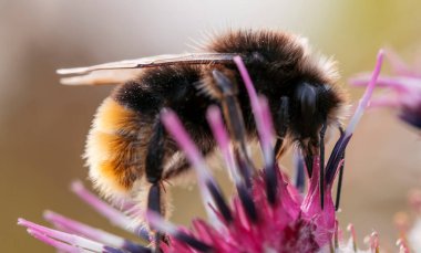 Çiçekte Bumblebee 'nin Macro çekimi.