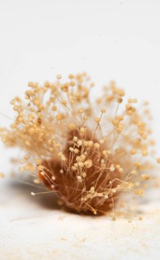 Laboratuvarda Aspergillus 'un makro görüntüsü (küf).