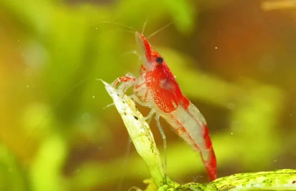 Räkor Sötvattensakvarium Neocaridina Davidi Eller Rili Räkor — Stockfoto