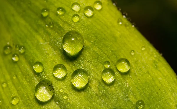 Macro Tiro Folha Verde Com Orvalho Manhã — Fotografia de Stock