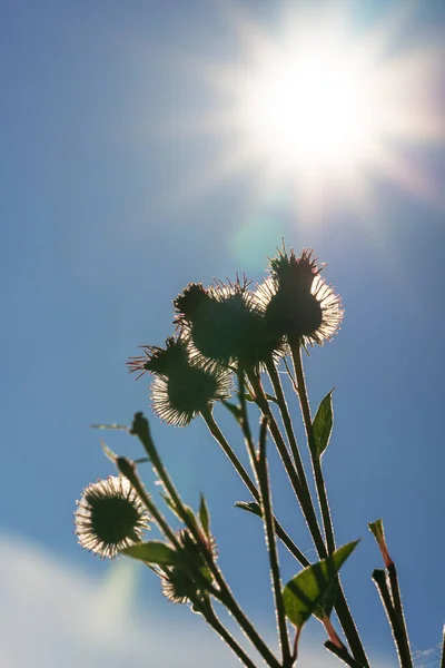 Větší Lopuch Při Západu Slunce Arctium Lappa — Stock fotografie