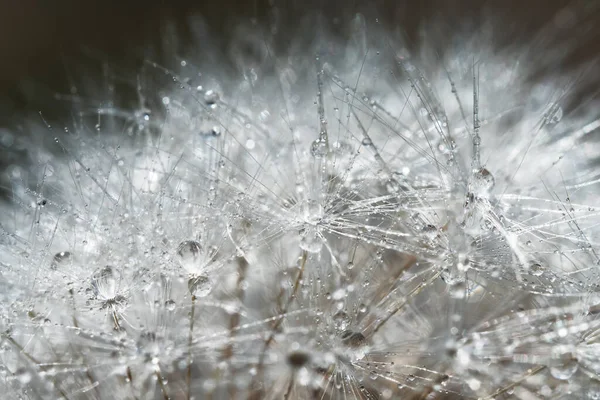 Makro Záběr Pampelišky Dešti — Stock fotografie