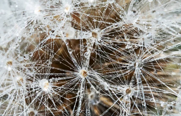 Makroaufnahme Von Löwenzahn Nach Dem Regen — Stockfoto