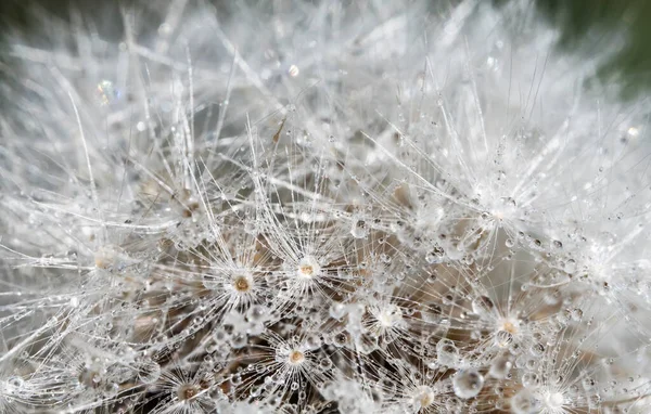 Makro Záběr Pampelišky Dešti — Stock fotografie