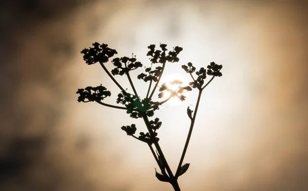 Makroaufnahme Der Wilden Pastinaken Bei Sonnenuntergang Pastinaca Sylvestris — Stockfoto