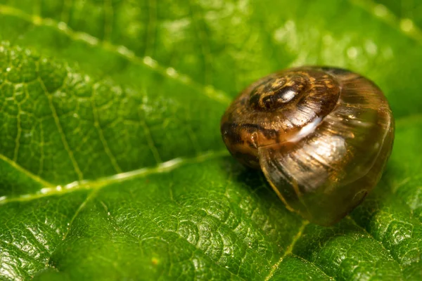 普通蜗牛的宏观镜头 石榴螺旋藻A — 图库照片