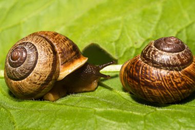 Yaprağın üzerinde salyangoz resmi. Helix pomatia.