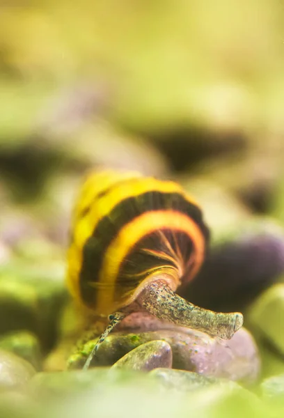 Macro Shot Escargot Assassin Dans Aquarium Anentome Helena — Photo