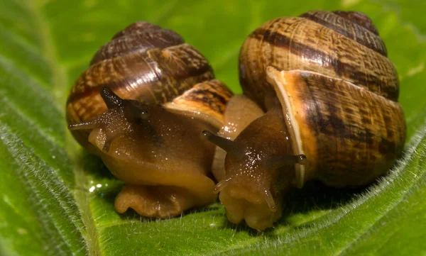 Macro Shot Escargots Communs Sur Feuille Helix Pomatia — Photo