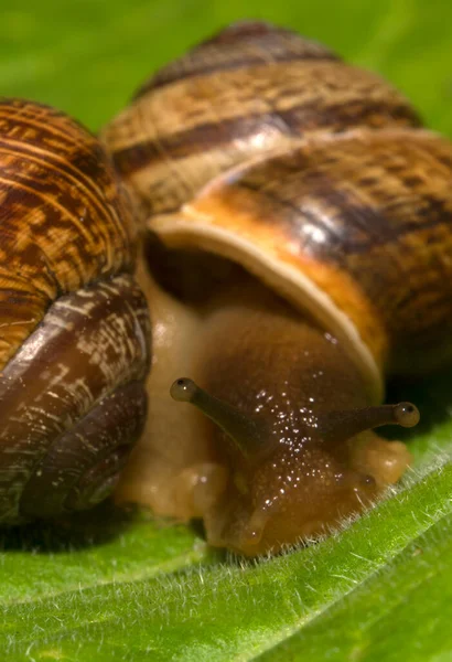 Macro Disparo Caracoles Comunes Hoja Helix Pomatia — Foto de Stock