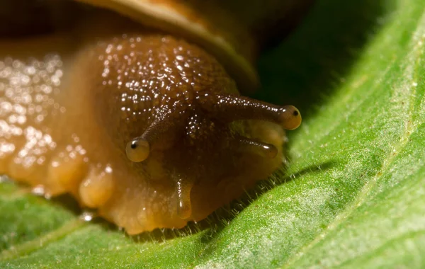 叶子上的普通蜗牛的宏观声 石榴螺旋藻A — 图库照片