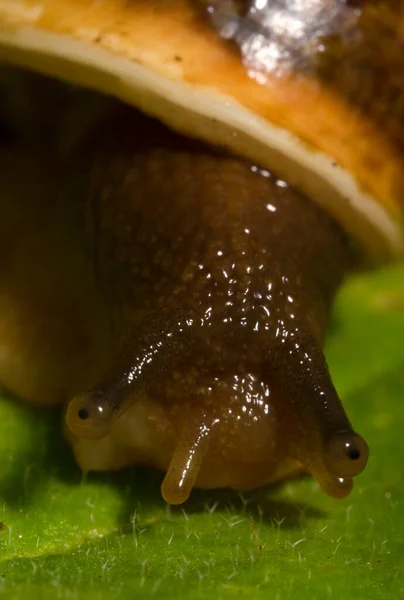 Macro Tiro Caracol Común Hoja Helix Pomatia —  Fotos de Stock