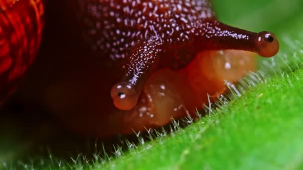 Makro ujęcie zwykłego ślimaka. Helix pomatia. — Wideo stockowe