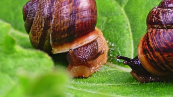 Macro shot d'escargots communs sur la feuille. Helix pomatia. — Video