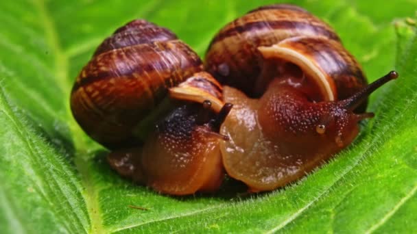 Makro záběr obyčejných šneků na listu. Helix pomatia. — Stock video