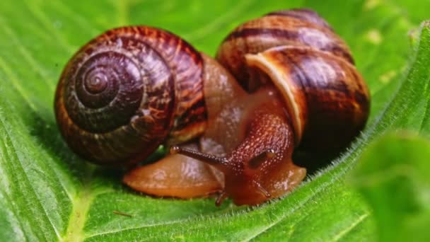 Makro záběr obyčejných šneků na listu. Helix pomatia. — Stock video