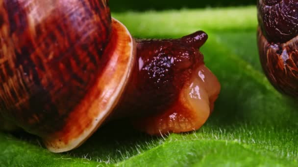 Macro shot of common snails on the leaf. Helix pomatia. — Stock Video