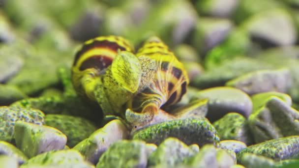 Macro disparo de cópula de caracol asesino. Anentome helena. — Vídeo de stock