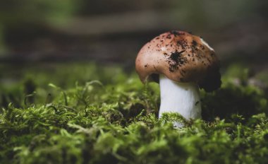 Makro portakal kaplamalı boletus. Leccinum aurantiacum.