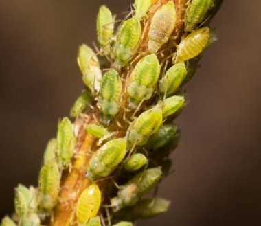 Sapında yeşil yaprak bitleri var. Uygulama.