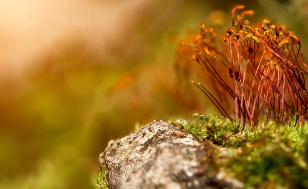 Macro Shot Brotos Musgo Floresta — Fotografia de Stock