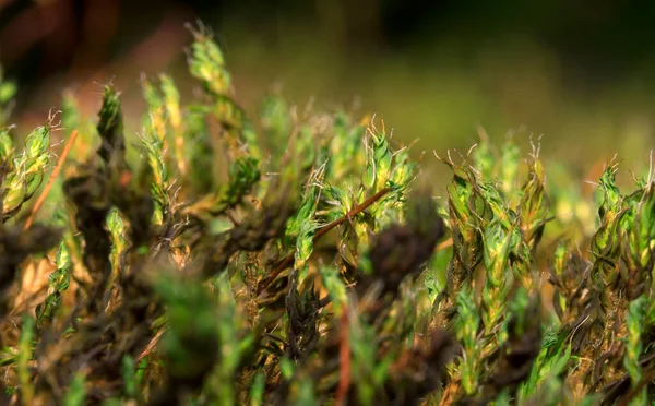 Macro Shot Moss Forest — Stock Photo, Image