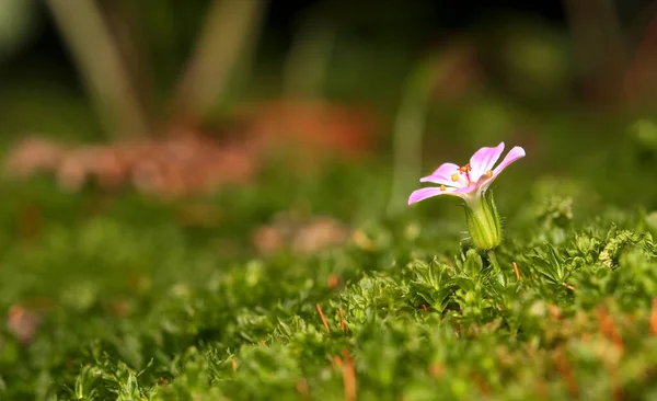 Macro Tiro Musgo Floresta — Fotografia de Stock