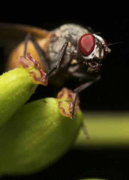 Macro Shot Flesh Fly Sarcophagidae — Stock Photo, Image