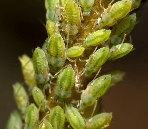 茎に緑色のアブラムシのマクロショット アフィドアイデア — ストック写真
