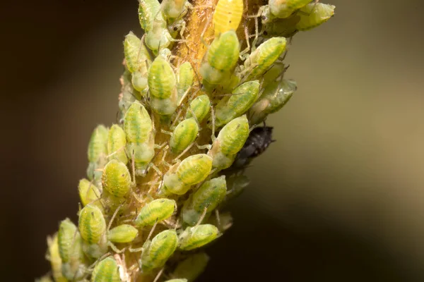 Macro Shot Green Aphids Stem Aphidoidea — Stock Photo, Image