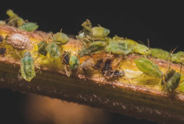 茎上的绿色蚜虫的宏观照片 Aphidoidea — 图库照片
