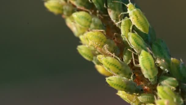 Macro Shot Van Groene Bladluizen Stengel Aphidoidea — Stockvideo