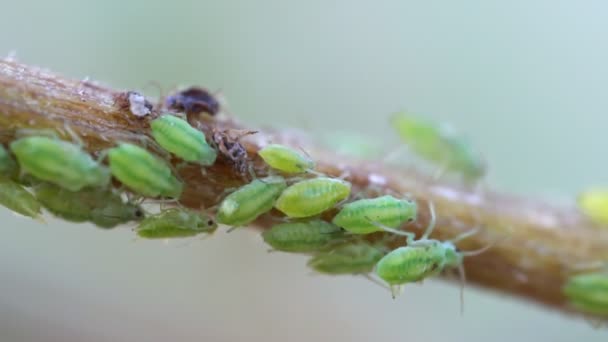 Macro Shot Van Groene Bladluizen Stengel Aphidoidea — Stockvideo