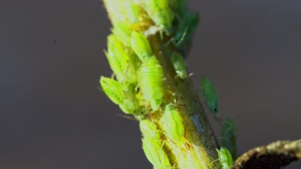 Makro Ujęcie Zielonych Mszyc Łodydze Aphidoidea — Wideo stockowe