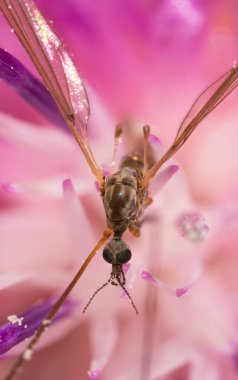 Pembe çiçekte uçan turna manzarası. Tipula maxima.