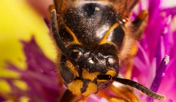 Makroaufnahme Einer Europäischen Papierwespe Polistes Nimpha — Stockfoto