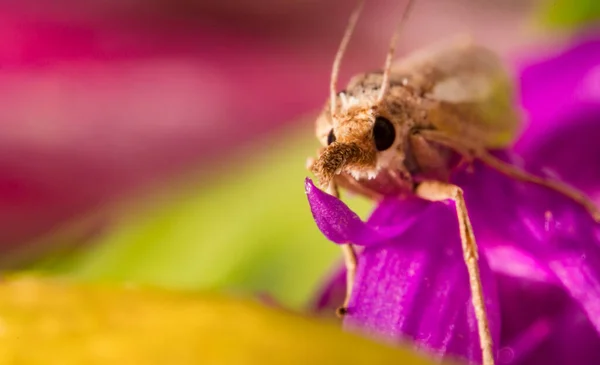 Plan Macro Papillon Nuit Avec Une Trompe — Photo