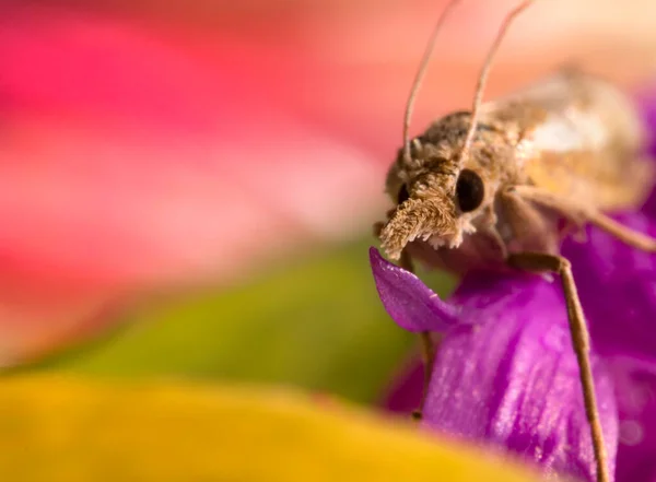 Plan Macro Papillon Nuit Avec Une Trompe — Photo