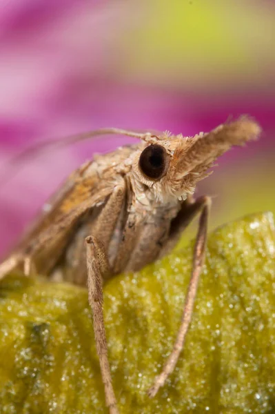 Plan Macro Papillon Nuit Avec Une Trompe — Photo